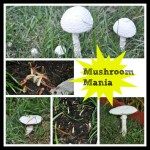 Garden mushrooms