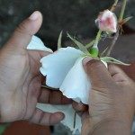 collecting white roses for scavenger hunts