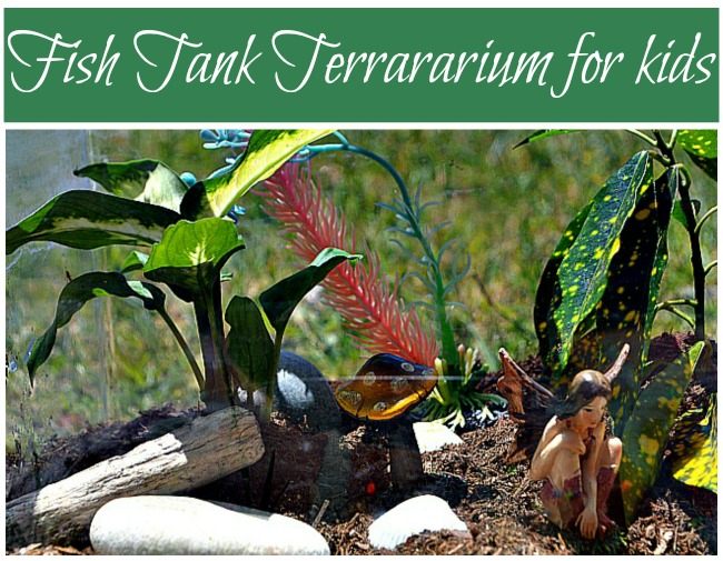 Gardening with kids : Make a fish tank terrararium