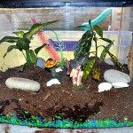 fish tank terrararium